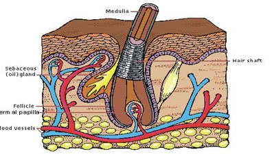 Mystery illness: Nails grow out of hair follicles - FacenFacts