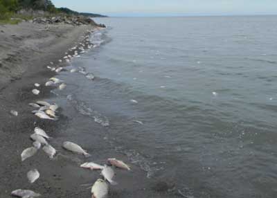 Lake Erie dead fish stink up on shore - FacenFacts