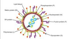 HMPV Virus Now In India! 8-Month-Old Baby Tests Positive In Bengaluru