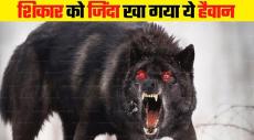 Uttar Pradesh Wolf Attack: Man-Eater Wolves Caught By Joint Team 