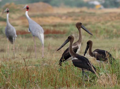 Cranes, storks thriving in Uttar Pradesh wetlands