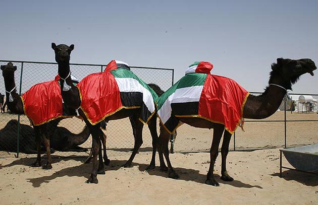 UAE camel festival features beauty contests, races