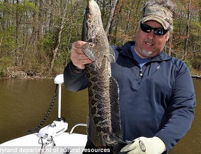 Fight against Fishzilla: Snakeheads fish not 'fish from hell' it's just ...