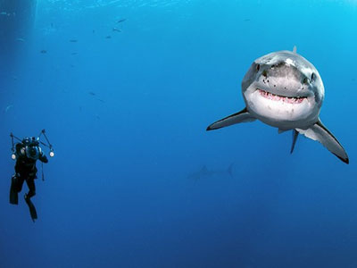 Shark kills surfer Francisco Javier Solorio Jr. near Santa Barbara, California