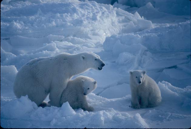 'Polar bears could be extinct in 25 years'