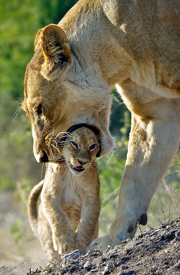 Lioness and young cub