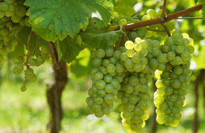 Grapes protect organs from damage caused by metabolic syndrome - FacenFacts