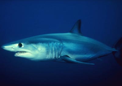 Big mako shark over 1323 pounds caught off California coast could be record