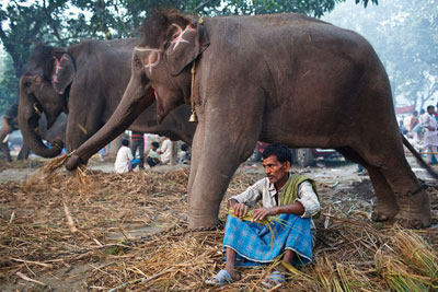 World famous 'Sonepur mela' begins in Bihar