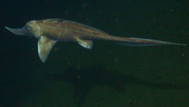 Long-nosed fish chimaera lives 3,000ft below the ocean, seen for 2nd time ever