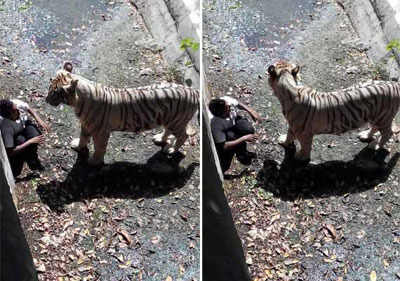 White tiger kills man in Delhi zoo