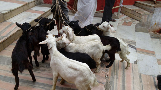 Goat kids being pulled on the stairs of Kamakhya temple. This is the only temple where animal sacrifice is practised