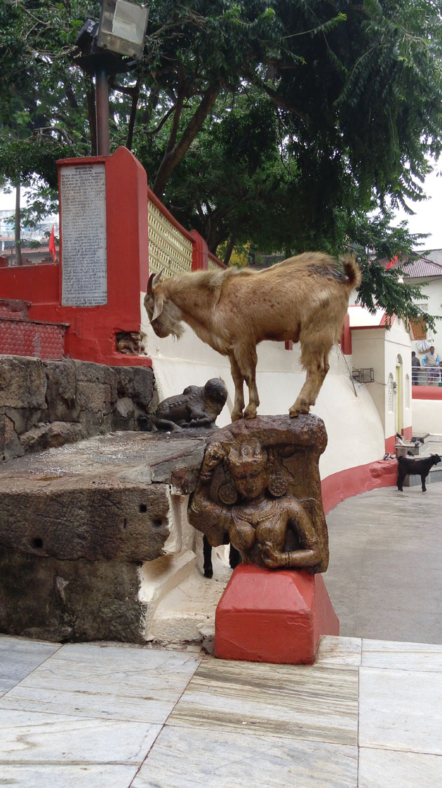 A goat posses on top of a statue of her look alike sculpure at Kamakhya