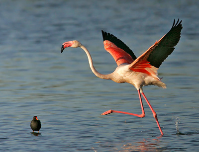 Thane creek declared as 'Flamingo Sanctuary' by Maharashtra government