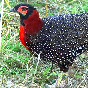 Himachal saves brilliantly plumaged western tragopan from extinction 