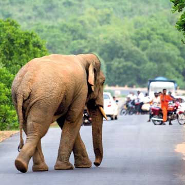 Man-elephant conflict in Sundergarh, One more killed 